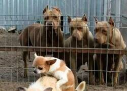 Enlace a Disfrutando del espactáculo