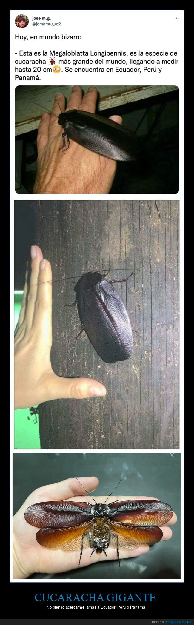 asco,cucaracha,curiosidades,megaloblatta longipennis