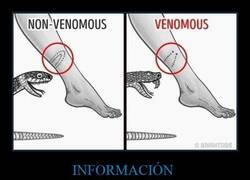 Enlace a Aprende a distinguirlas