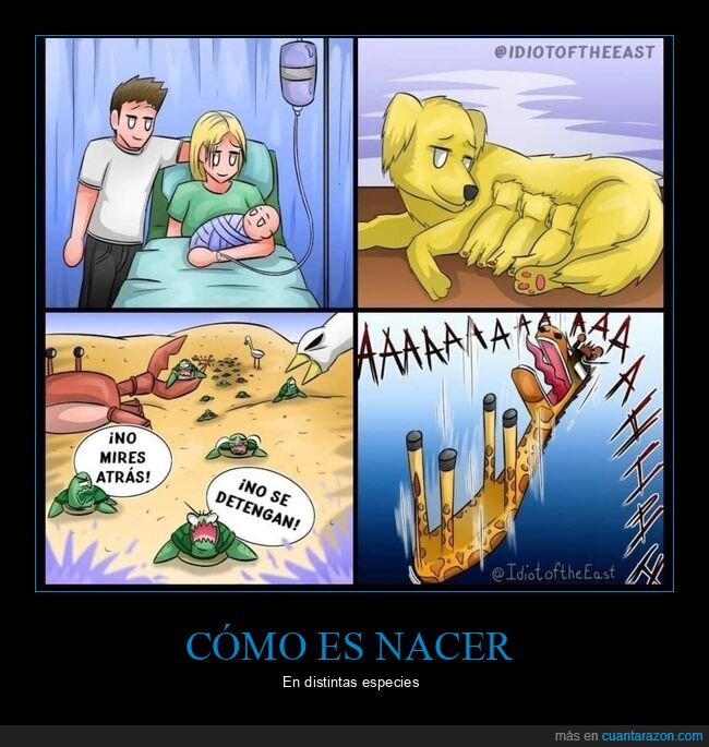 nacer,humanos,perros,tortugas,jirafas