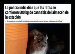 Enlace a Claro, las ratas...