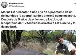 Enlace a Tener un hipopótamo como mascota no es la mejor de las ideas...