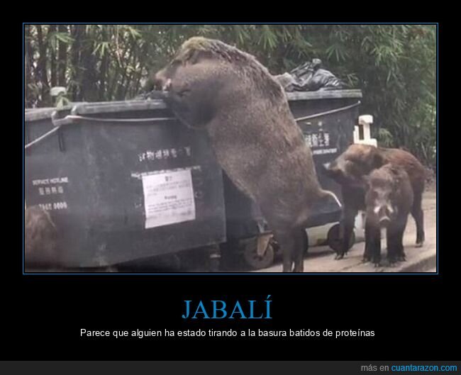 jabalí,gigante,wtf