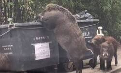 Enlace a Se le ve bien alimentado