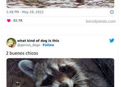 Enlace a Divertidas fotos de perros que te harán sonreír