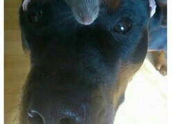 Enlace a Las fotos de las ratas mascota más encantadoras del mundo