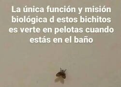 Enlace a Para lo que nacieron