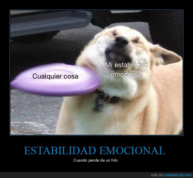 estabilidad emocional,cualquier cosa,perro,frisbee