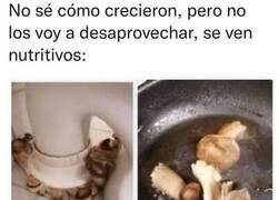Enlace a Comida gratis