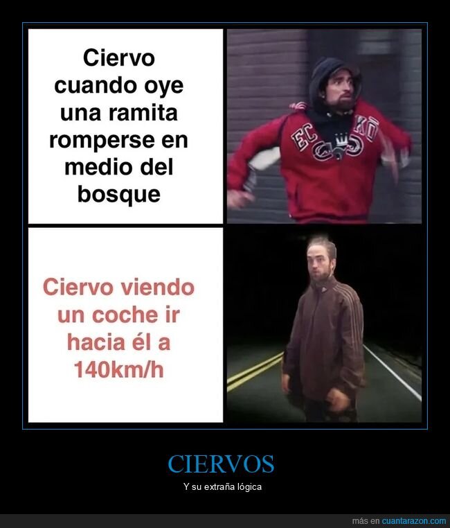 bosque,ciervo,coches,rama