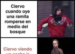 Enlace a Cosas de ciervos