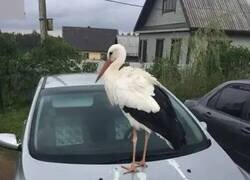 Enlace a Buenos días