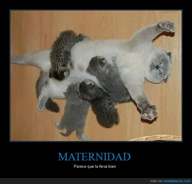 gatos,madre,wtf