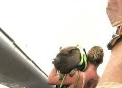 Enlace a No sin su cerdo