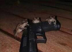 Enlace a Ranas peligrosas