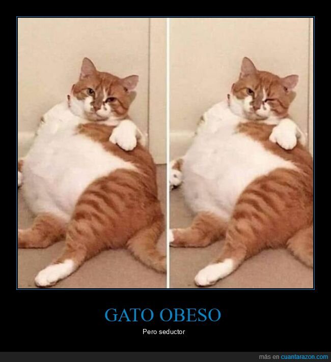 gato,seductor