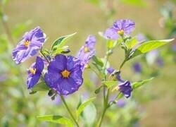 Enlace a Por si no las habías visto antes