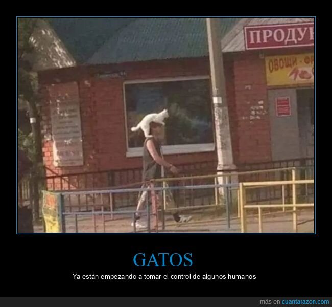 cabeza,control,gatos,humanos,wtf