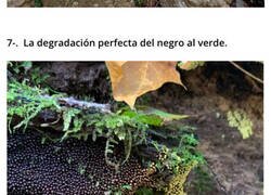 Enlace a Personas que encontraron cosas increíbles en el bosque