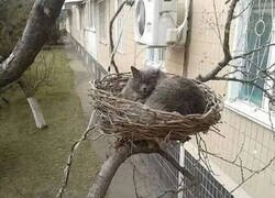 Enlace a Mejorando sus técnicas de caza