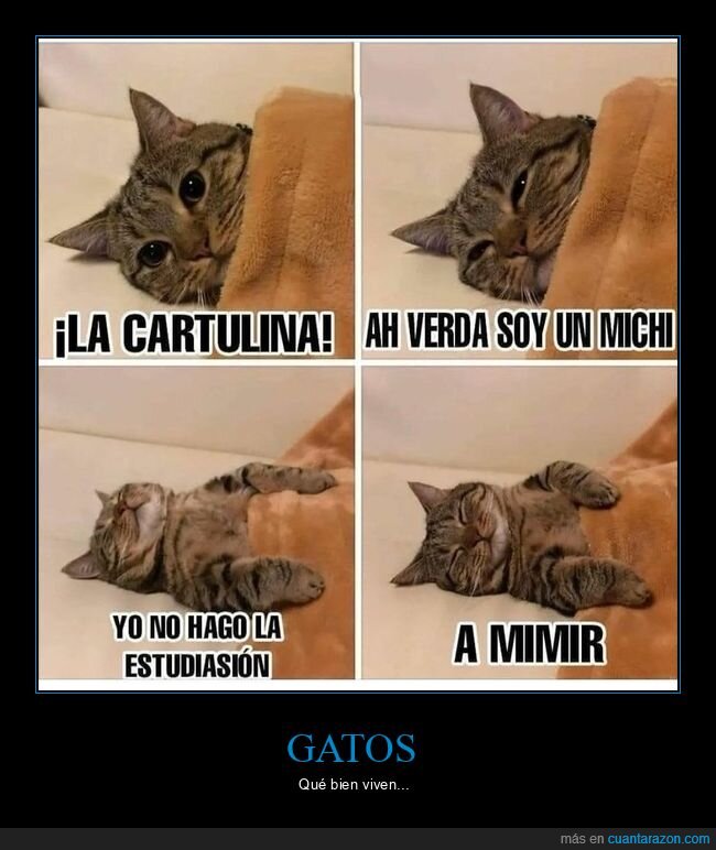 gato,cartulina,estudiar,dormir