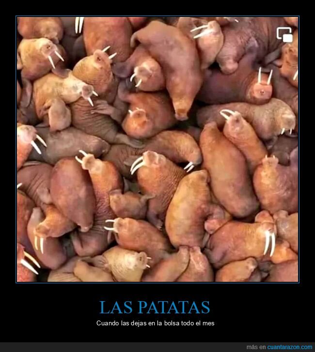 bolsa,morsas,patatas