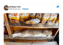 Enlace a Estos adorables gatos de tiendas se ven como si fueran los dueños del lugar