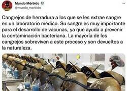 Enlace a La sangre de los cangrejos herradura