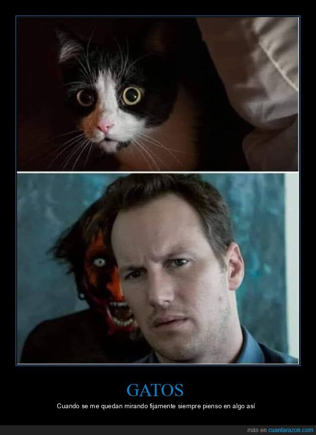 gatos,mirar,insidious