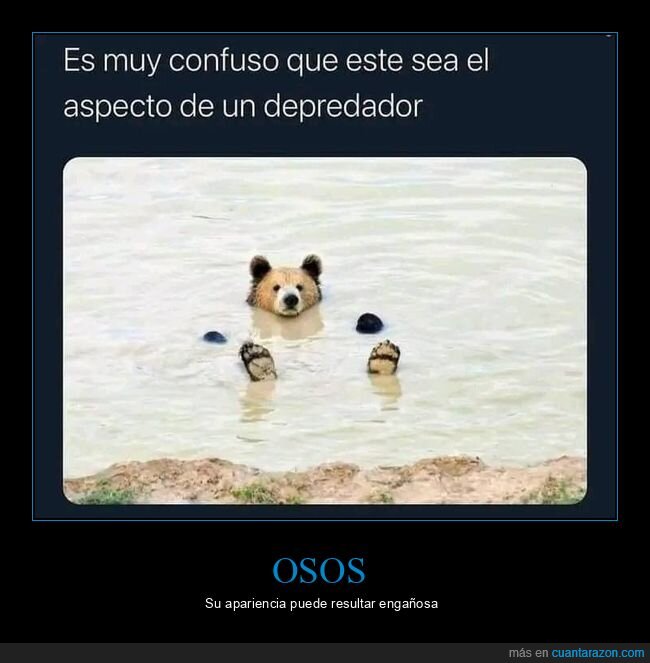 osos,aspecto,depredador