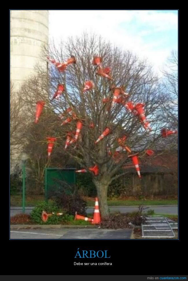 árbol,conos,conífera