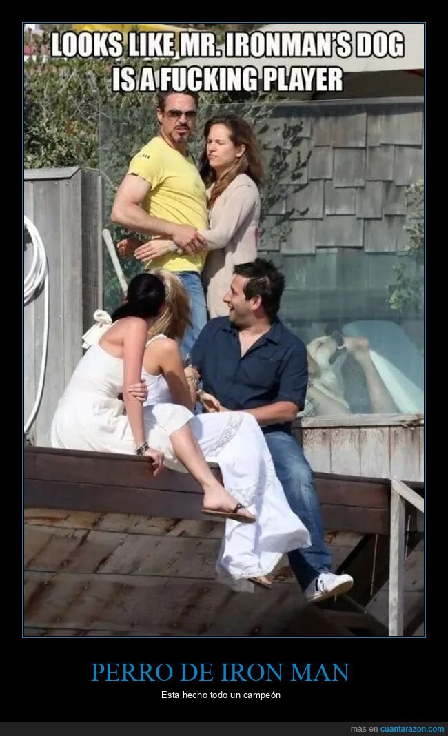 perros,robert downey jr,wtf