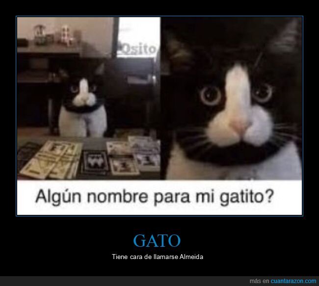 gato,nombre