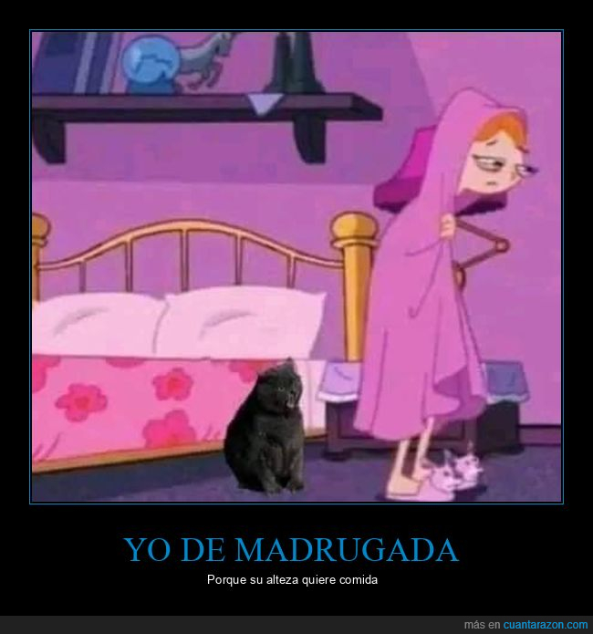 gatos,comida,madrugada