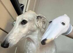 Enlace a No parece que le haga demasiada gracia...