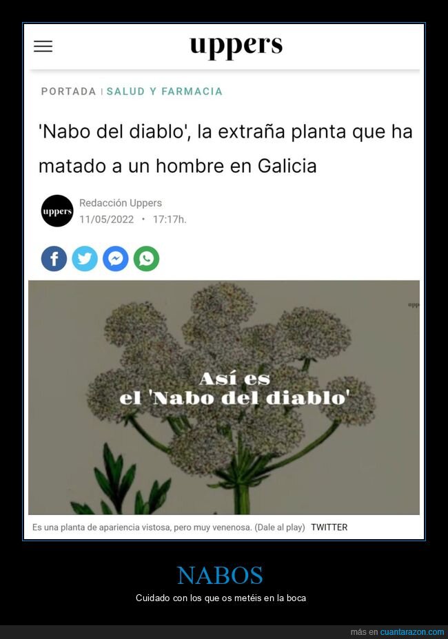 nabo del diablo,planta,matar