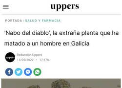 Enlace a Cuidado con el nabo del diablo