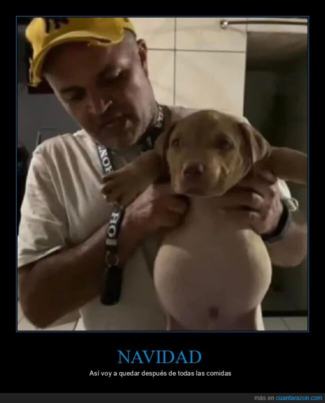 cena,gordo,navidad,perros
