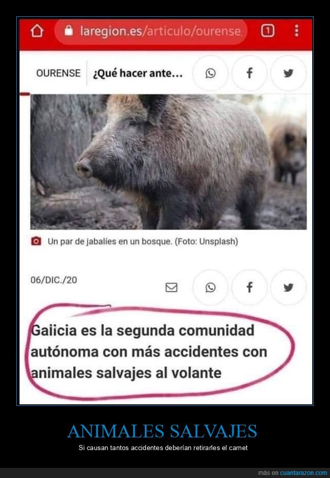 galicia,accidentes,animales salvajes