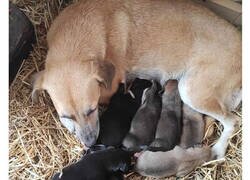 Enlace a Esta madre perro sorprendió dando a luz a sus cachorros en un Nacimiento en Palenque, México