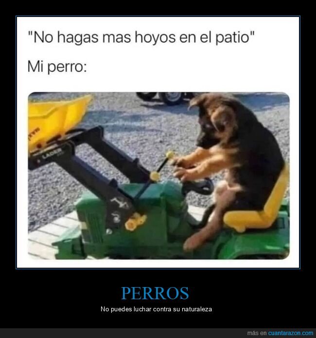 perros,hoyos,patio