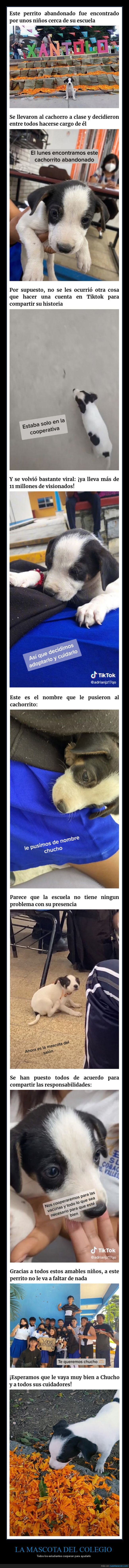 perro,adoptado,colegio