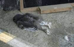 Enlace a No puedo con mi vida