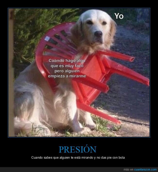 perro,silla,lio