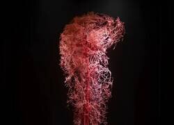 Enlace a Lo increíble que es el cuerpo humano