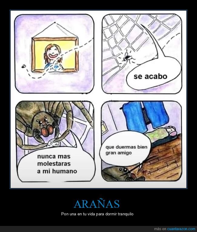 araña,mosquito,cazar,dormir