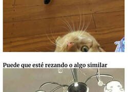 Enlace a Gatos actuando tan raro que no queda claro si están rotos o son así