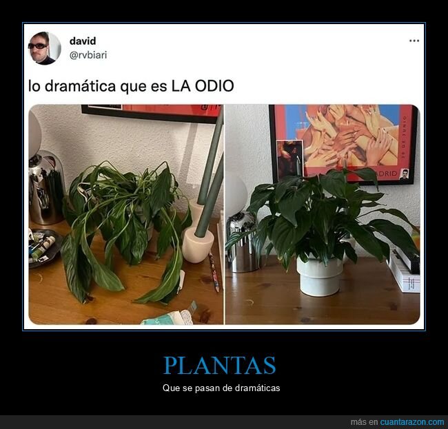 dramática,planta,regar