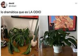 Enlace a Drama vegetal