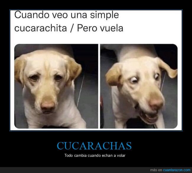 cucaracha,volar